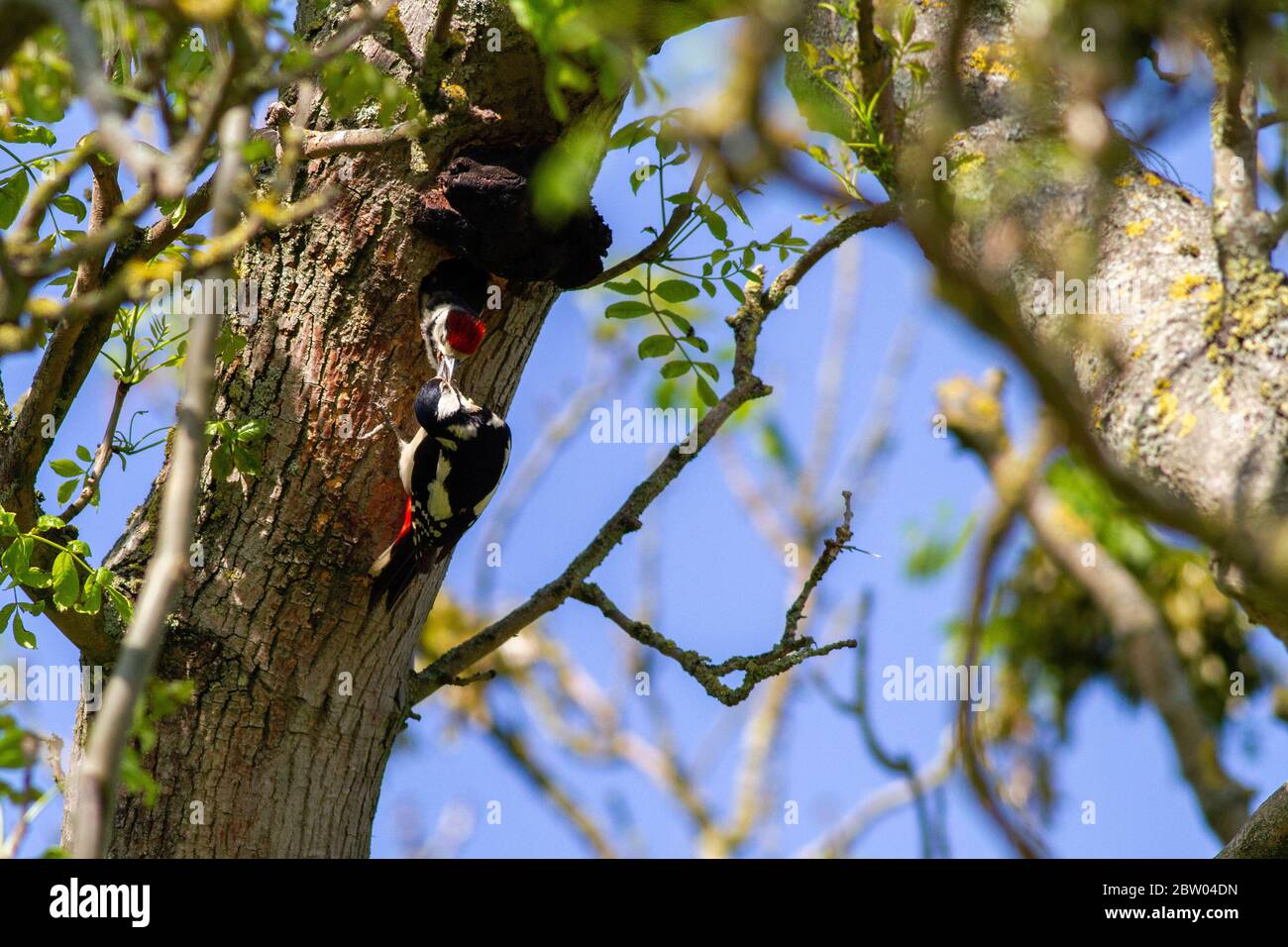Adult greater spotted woodpecker feeding its chick in a nesting hole (carefully crafted under a fungus canopy), UK Stock Photo