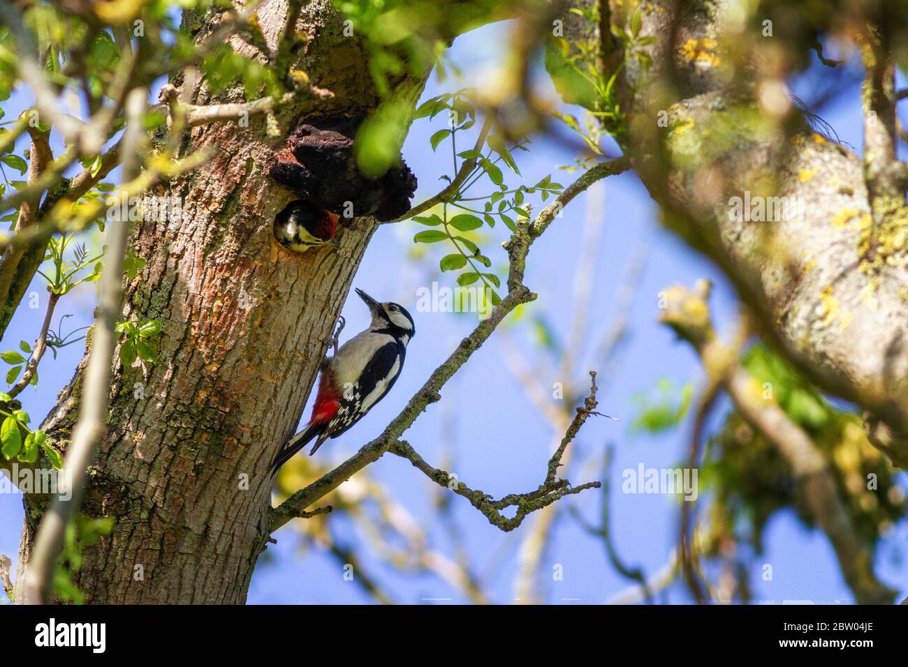 Adult greater spotted woodpecker having just fed its chick in a nesting hole (carefully crafted under a fungus canopy), UK Stock Photo