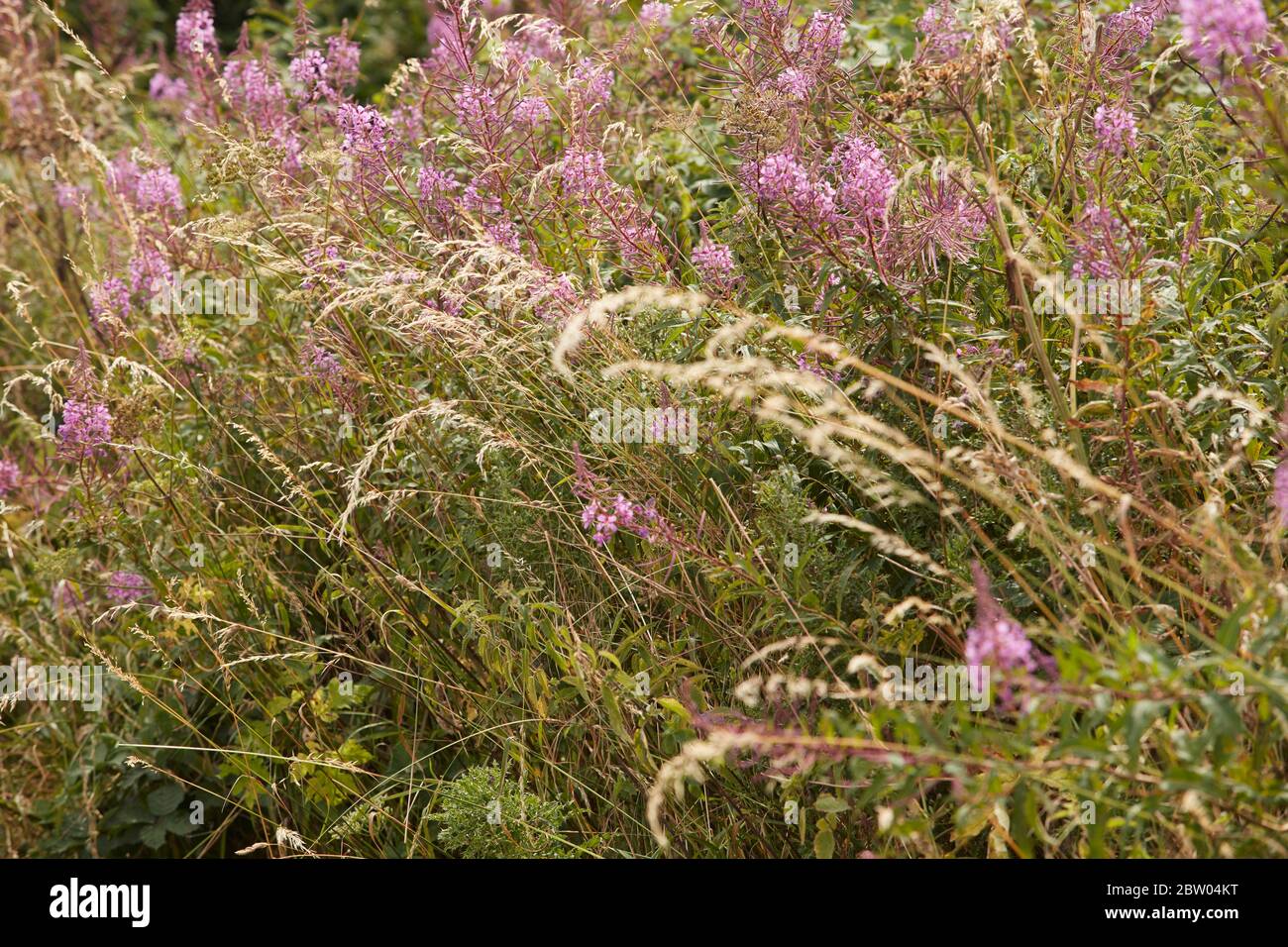 Nature details in the Cotswolds, Milton Under Wychwood, England Stock Photo