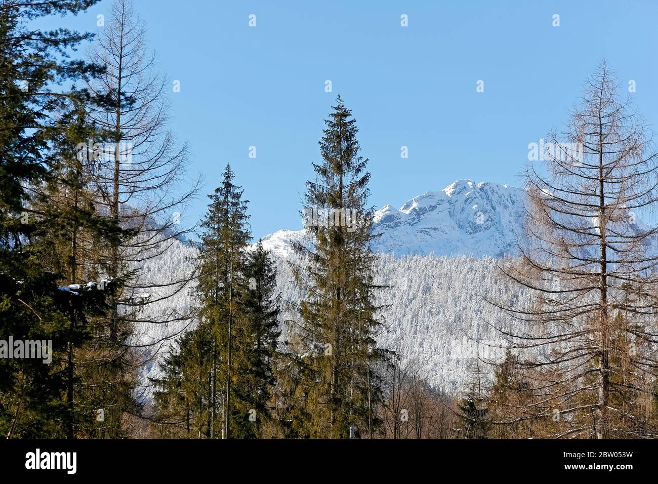 Beautiful sunny day in Zakopane in Poland. Among the coniferous trees in the distance you can see the Tatra Mountains, which are covered with snow. Stock Photo