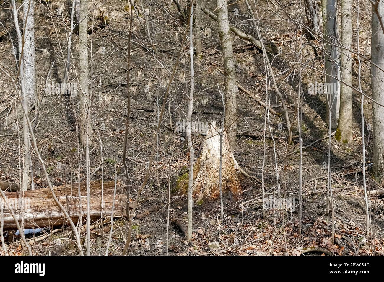 Outskirts Of The Woods High Resolution Stock Photography and Images - Alamy