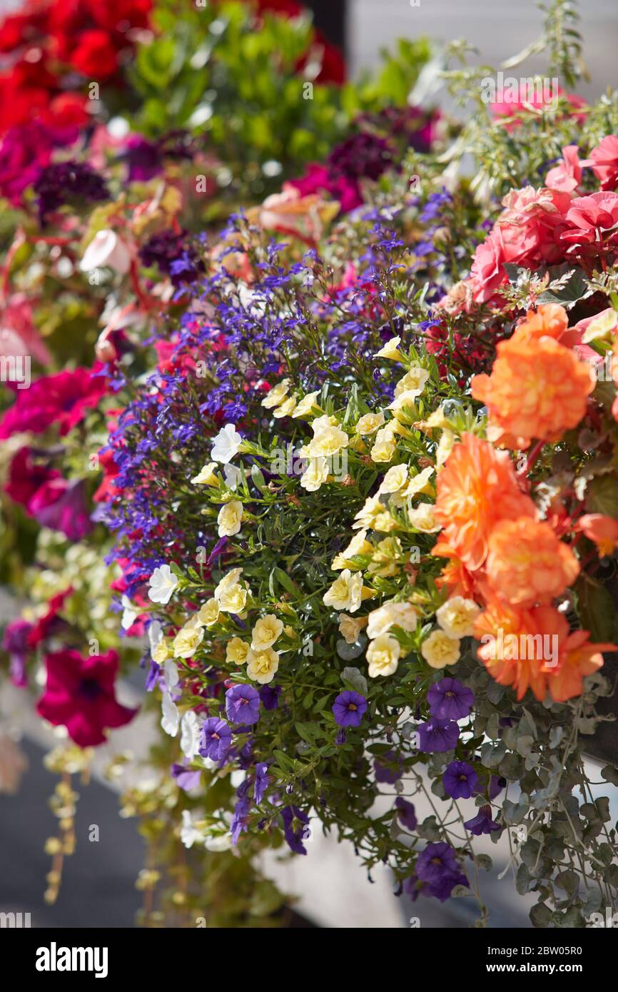 Flower baskets in Wickham, Hampshire, England, UK Stock Photo