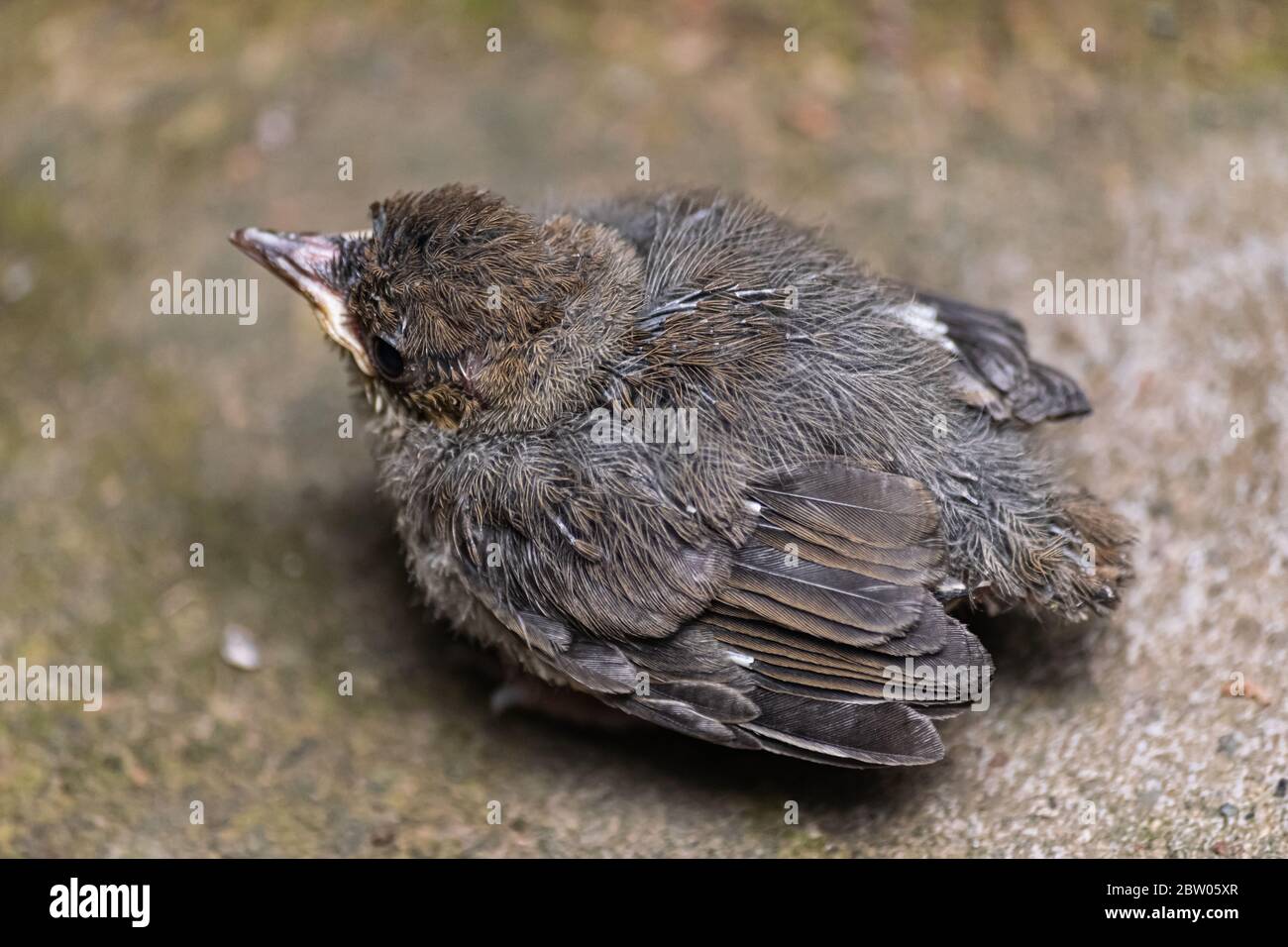 Eurasian blackcap chick (Sylvia atricapilla heineken) Stock Photo