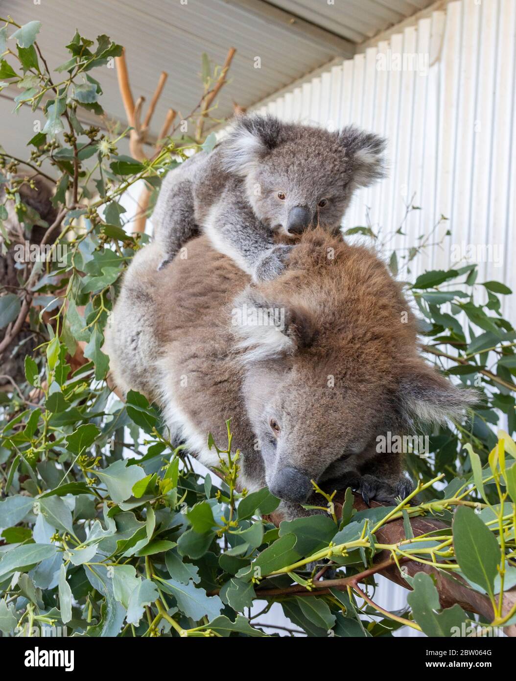 A female koala and its pup on its back, in a wildlife park in Australia. Stock Photo