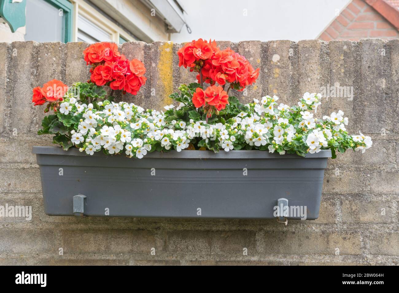 Red-flowering Pelargonium (Geranium) and white-flowering Bacopa (Sutera cordata) in a flower box on a wall in an urban garden Stock Photo