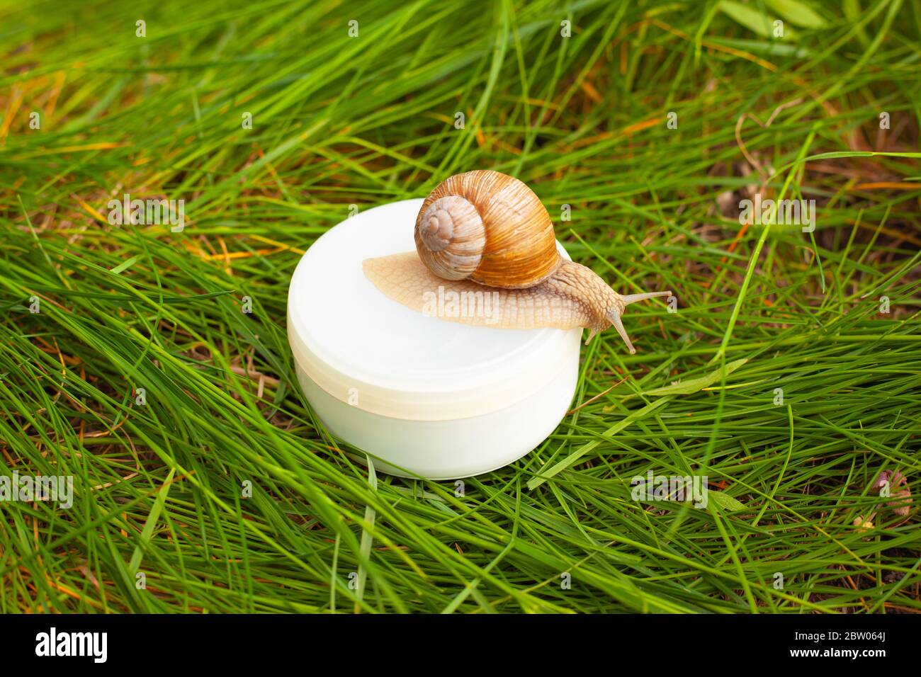 snail mucus wrinkle cream