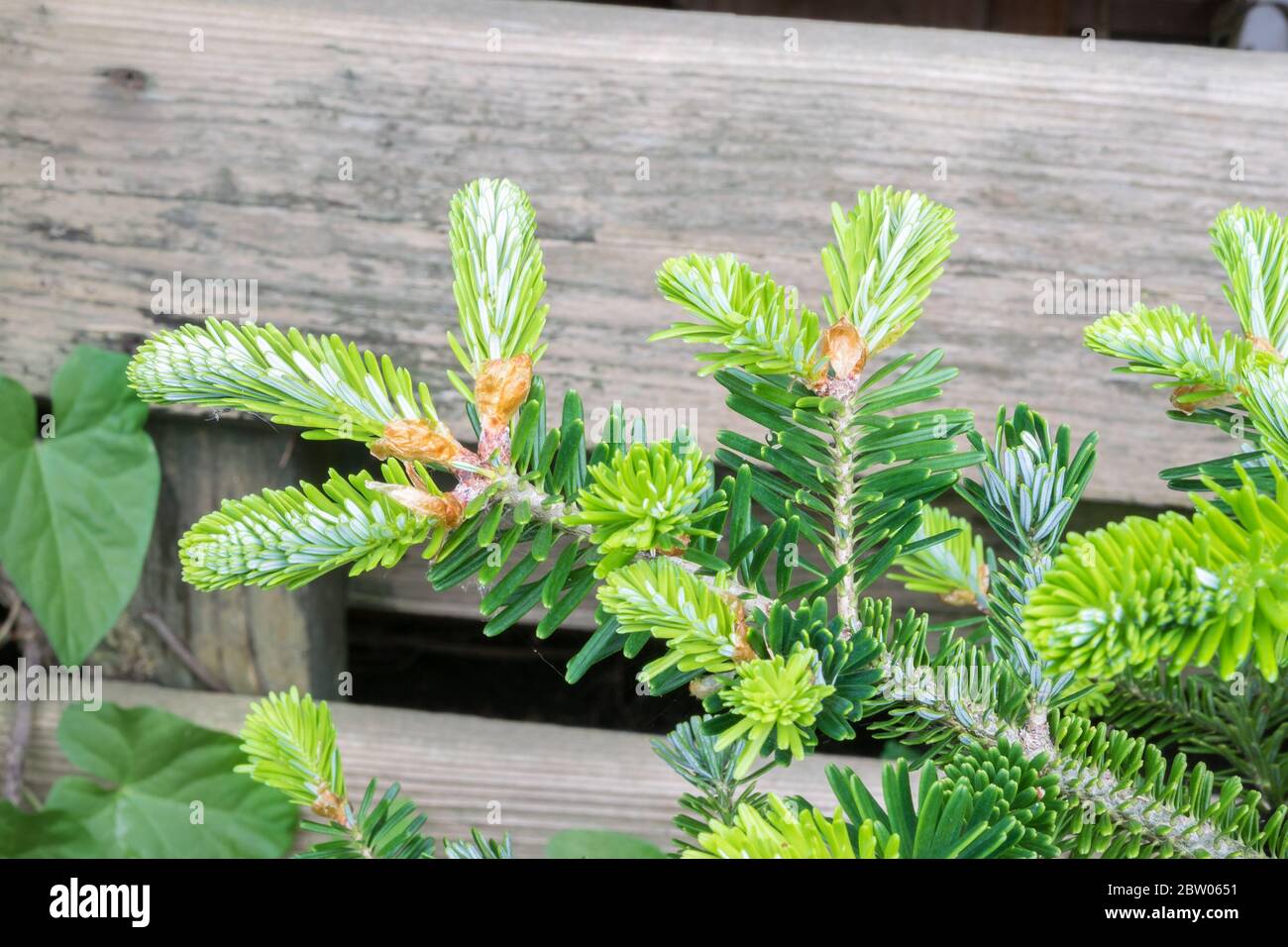 Young shoots of Korean fir (Abies koreana) during springtime. Beautiful soft silvery green colored needles. Stock Photo