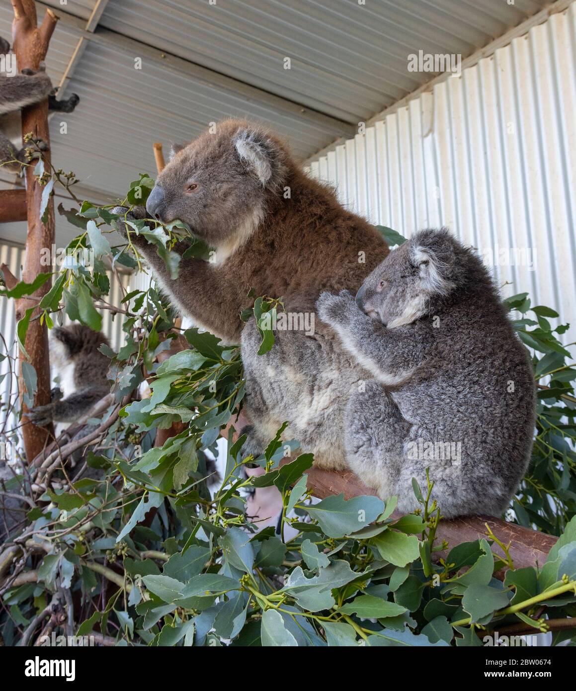 A female koala and its pup at its back, in a wildlife park in Australia. Stock Photo