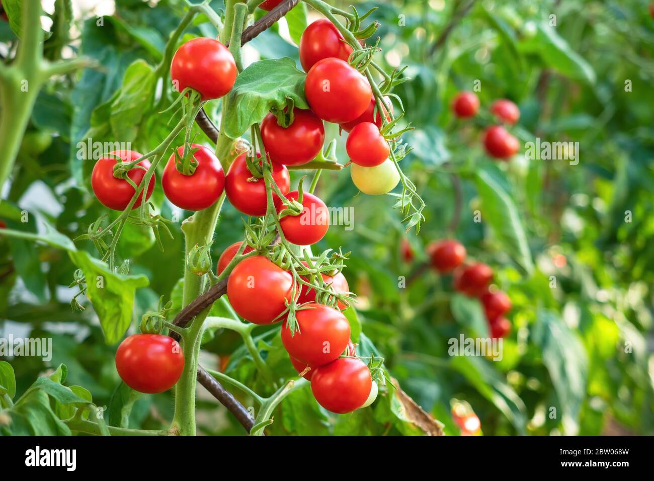 Ripe tomato plant growing in greenhouse. Fresh bunch of red natural ...