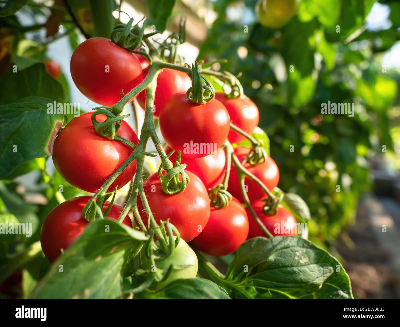 Ripe tomato plant growing in greenhouse. Fresh bunch of red natural ...