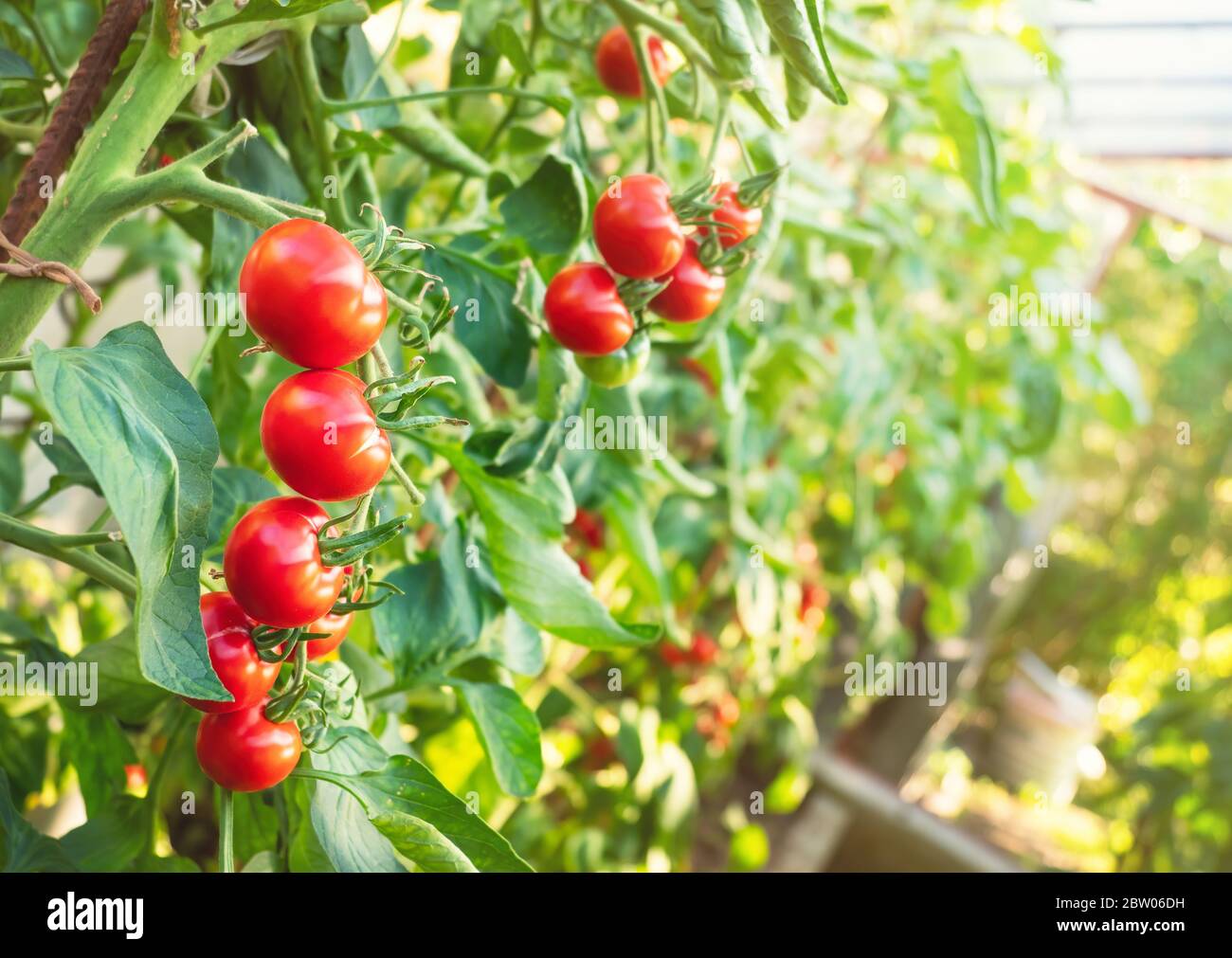 Ripe tomato plant growing in greenhouse. Fresh bunch of red natural ...