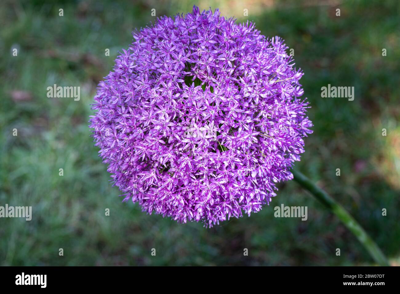Long shot of a flower umbel of a ornamental onion in bloom against the green background. Stock Photo