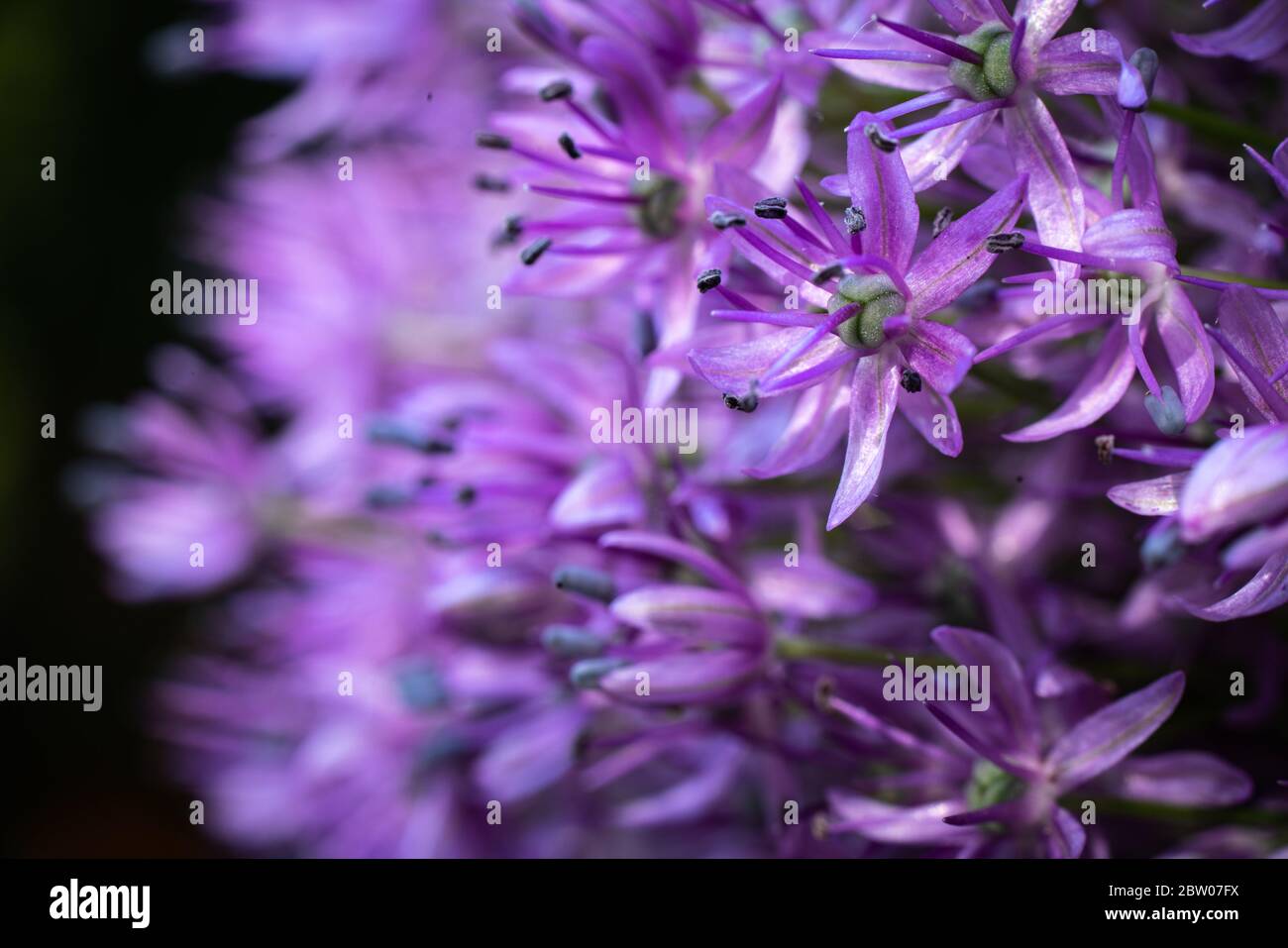 Close-up along of a flower umbel of a ornamental onion in bloom against the green background. Stock Photo