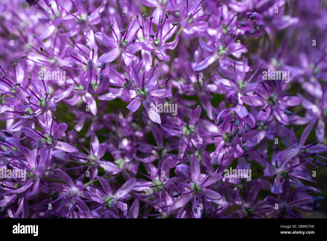 Close shot into a flower umbel of a ornamental onion in bloom against the green background. Stock Photo