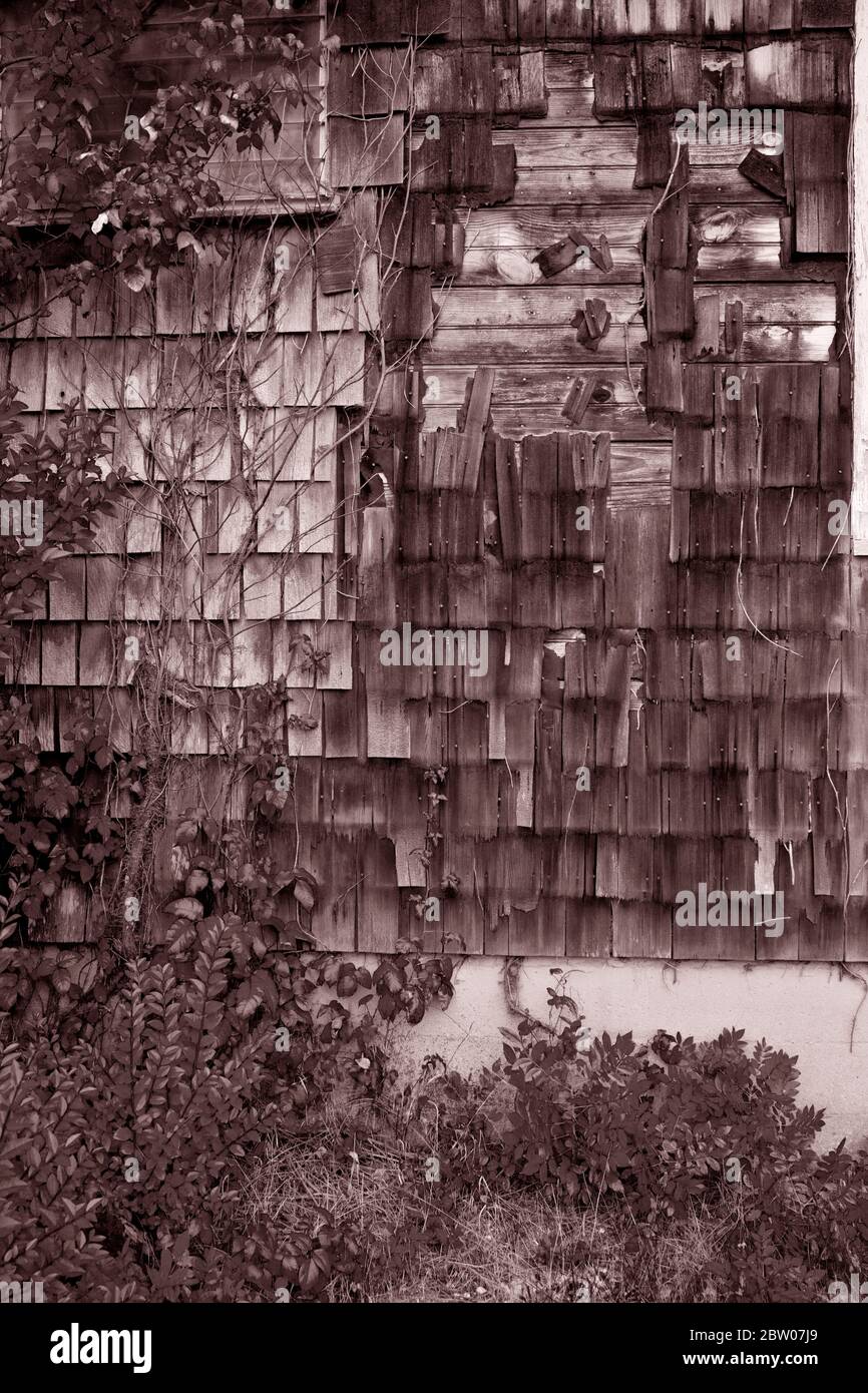 Old weathered wooden shingles with ivy growing up it.  Side of house on the Jersey Shore, Long Beach Island, NJ Stock Photo