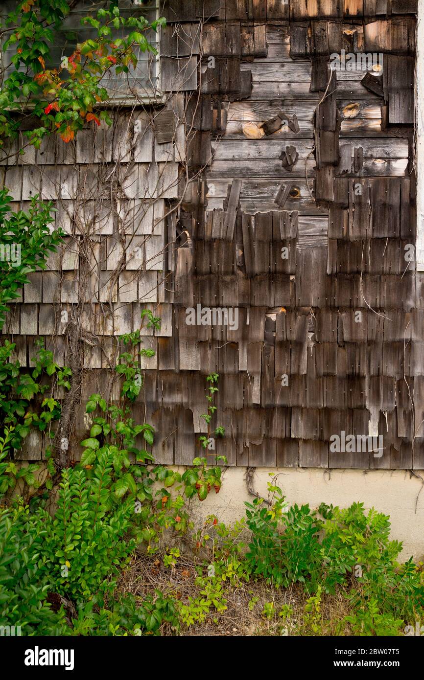 Old weathered wooden shingles with ivy growing up it.  Side of house on the Jersey Shore, Long Beach Island, NJ Stock Photo