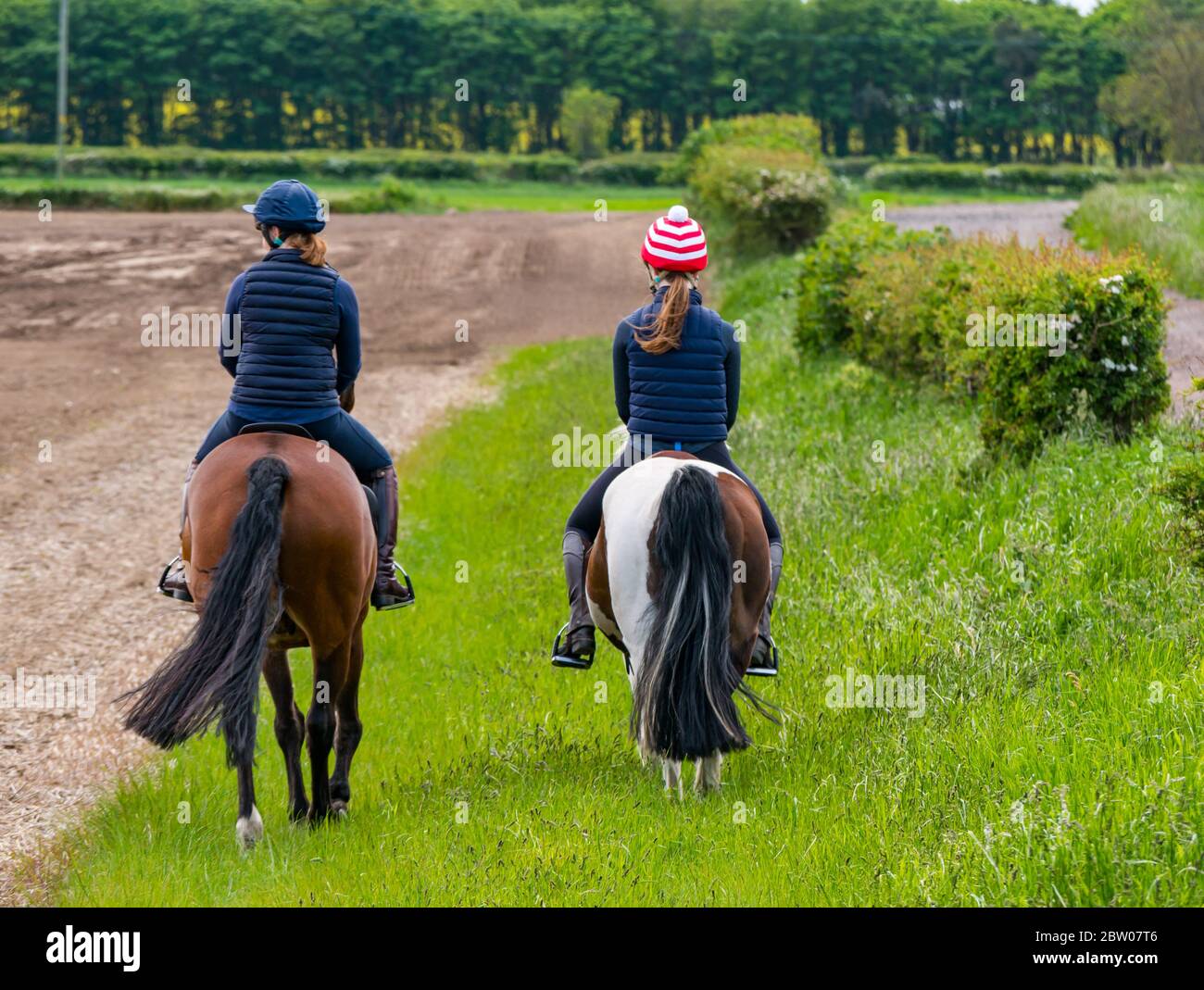 Woman and daughter riding horses along edge of crop field, East Lothian