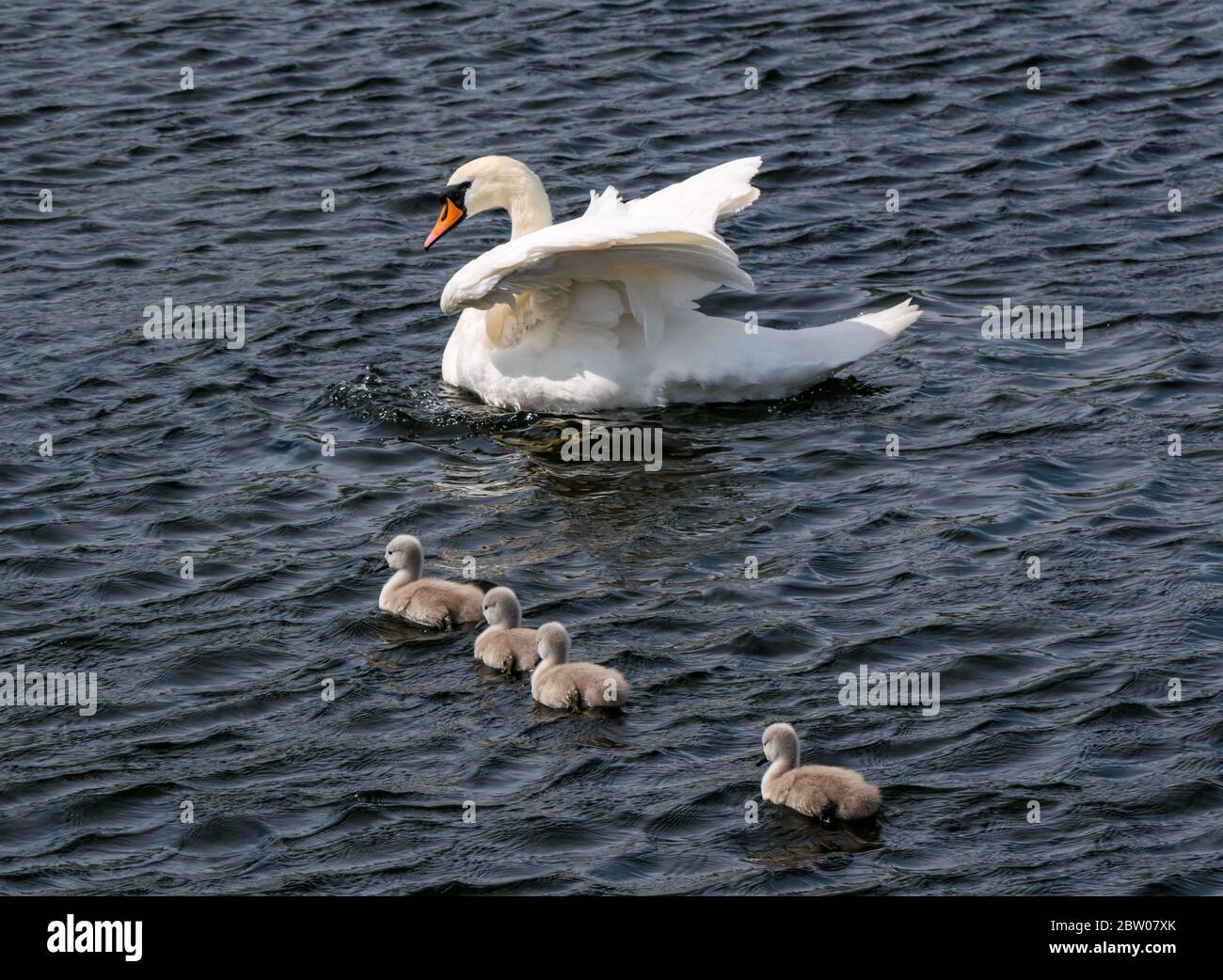 Female swan with open wings and four cygnets in reservoir, East Lothian, Scotland, UK Stock Photo