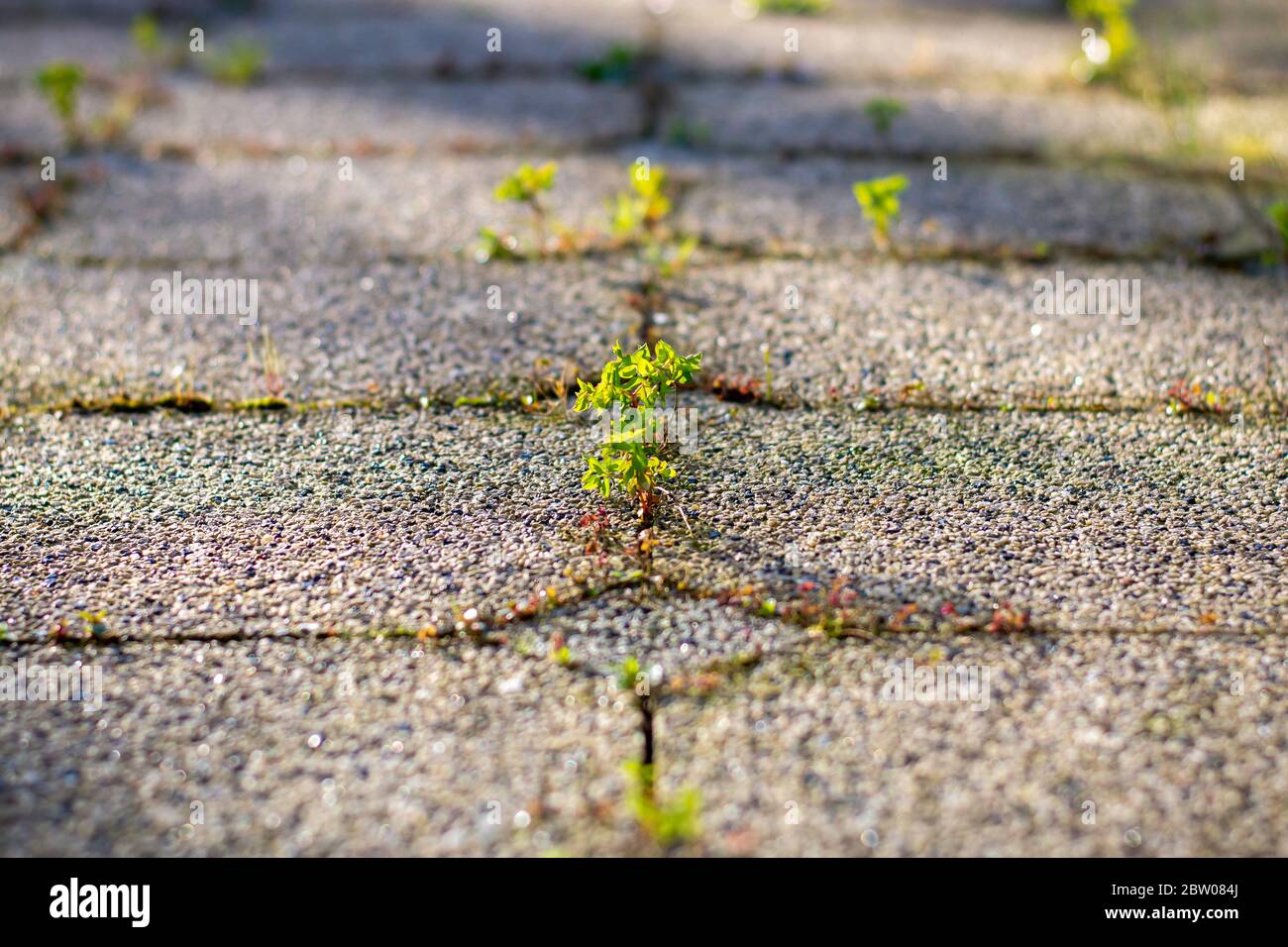 Beautiful illuminated weeds between tiles. Small plant. Stock Photo