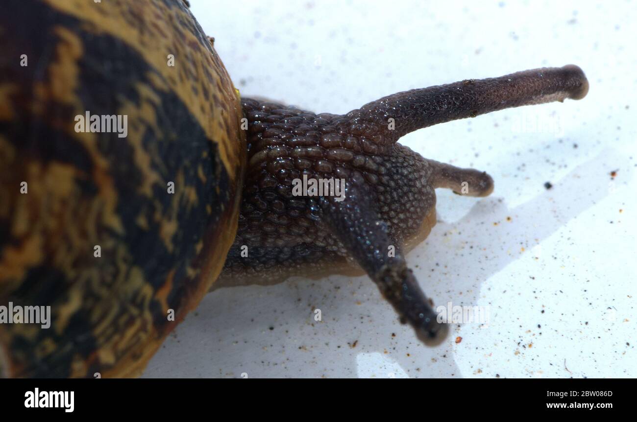 macro shot of garden snail Stock Photo