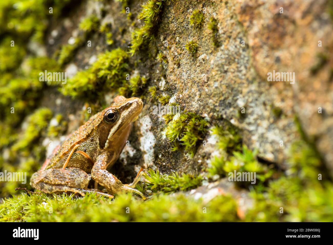 Iberian frog (Rana iberica), an endemic amphibian from Iberian Peninsula, photographed in Serra da Estrela. Stock Photo