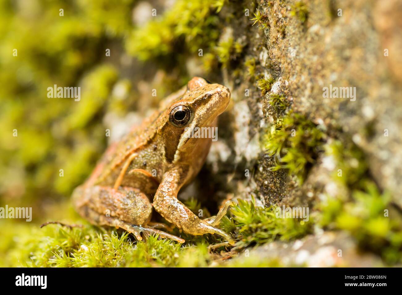 Iberian frog (Rana iberica), an endemic amphibian from Iberian Peninsula, photographed in Serra da Estrela. Stock Photo