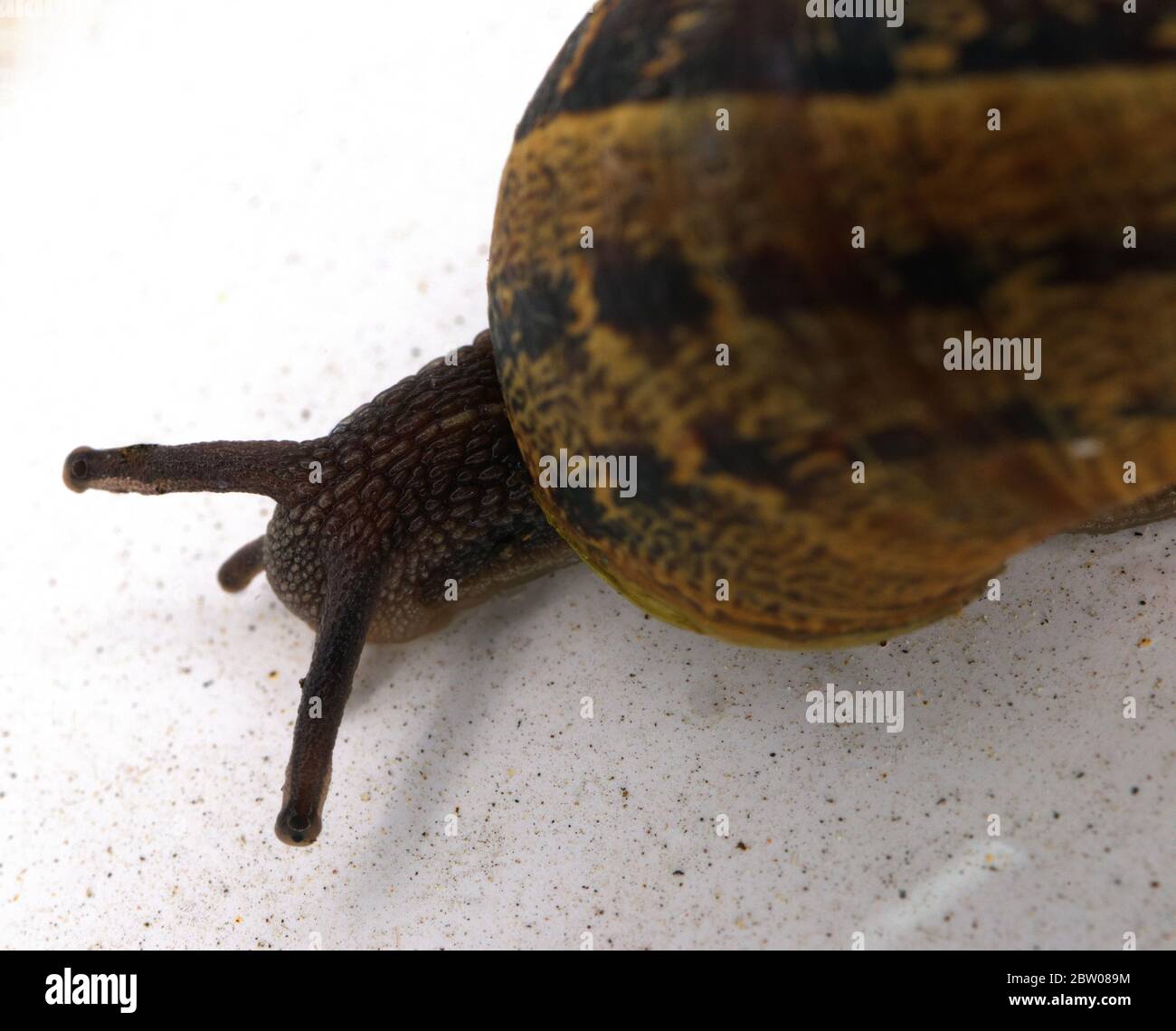 macro shot of garden snail Stock Photo