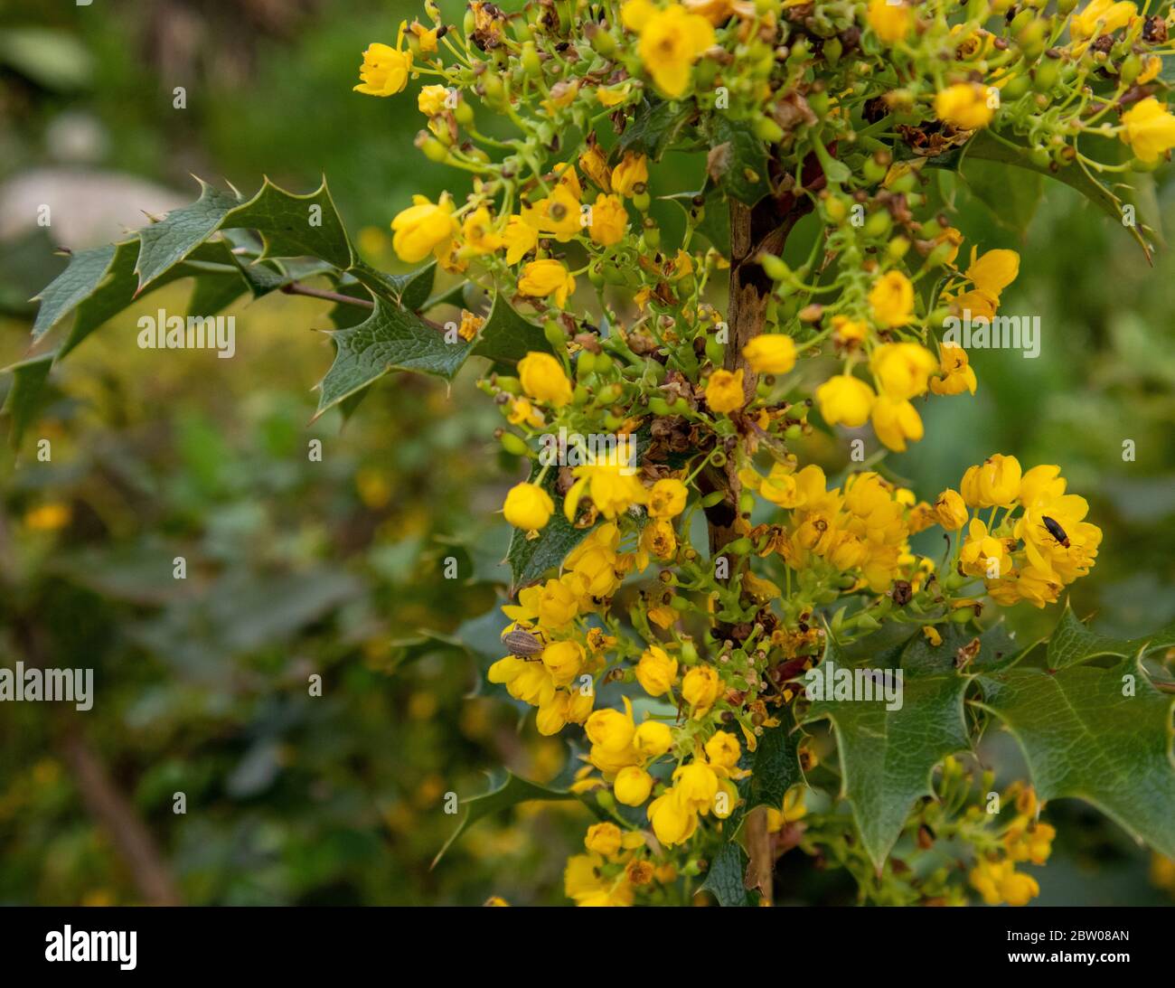 Green leaves and yellow flowers of Mahonia Aquifolium Stock Photo