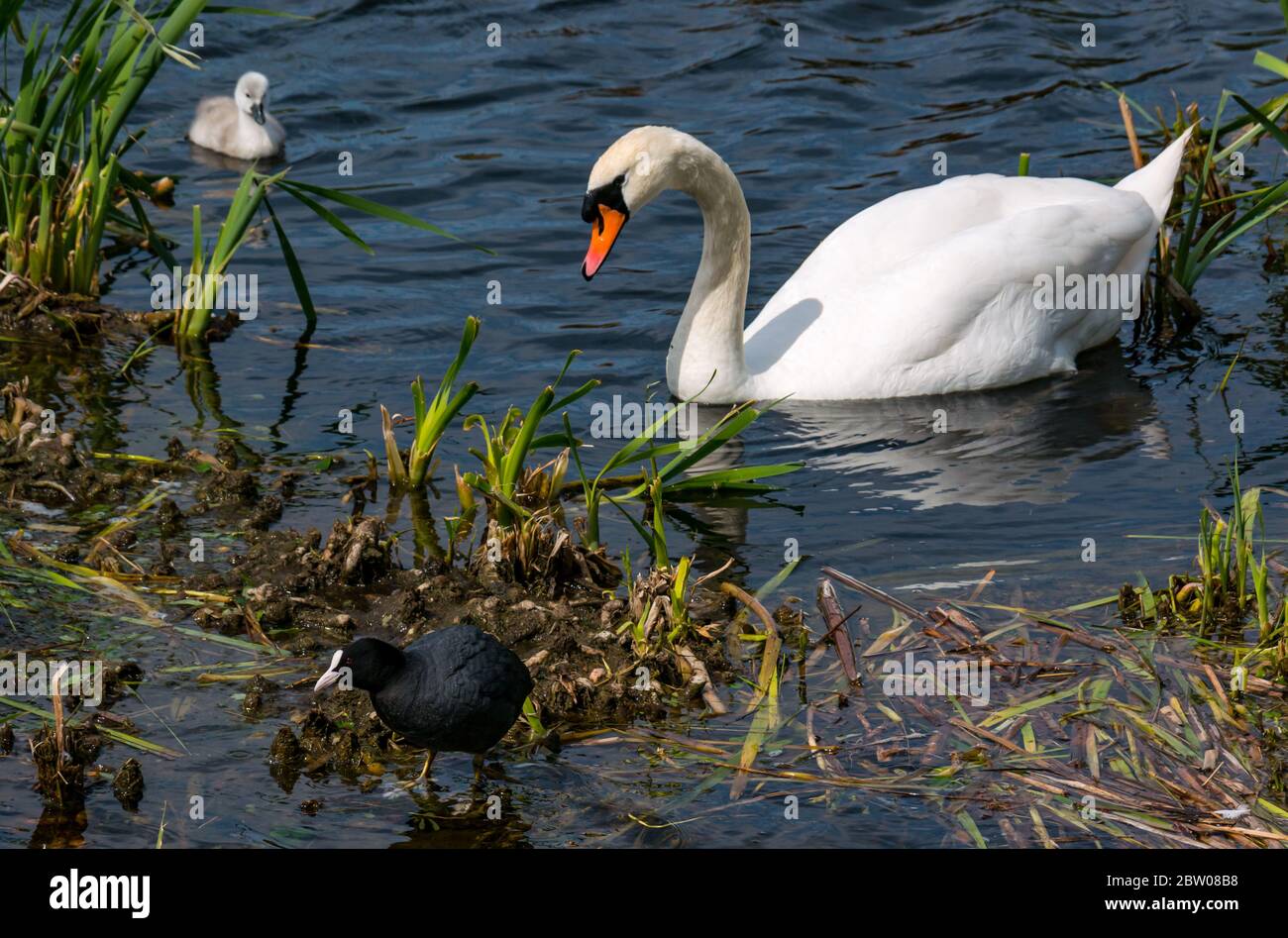 Male mute swan with cygnet, Cygnus olor, alert to Eurasian coot, Fulica atra, East Lothian, Scotland, UK Stock Photo