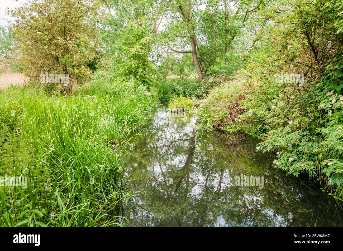 River Wandle flowing through the National Trust grounds of Morden Hall Park Stock Photo