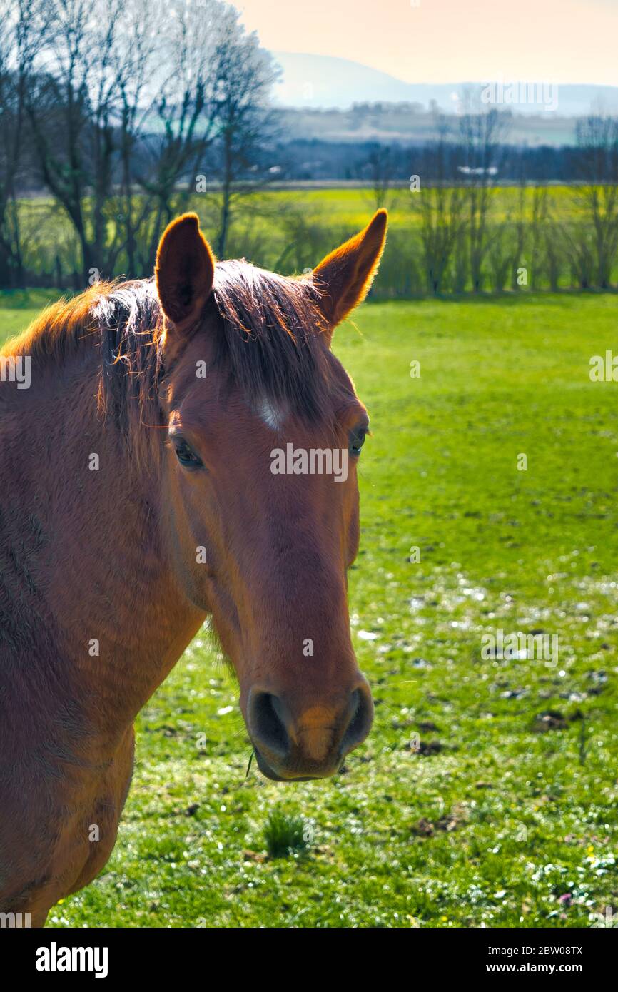 The head and the face of a brown horse is backlit in sunlight. Innocent animal looks at you. A wild pony standing in a grass field. Stock Photo