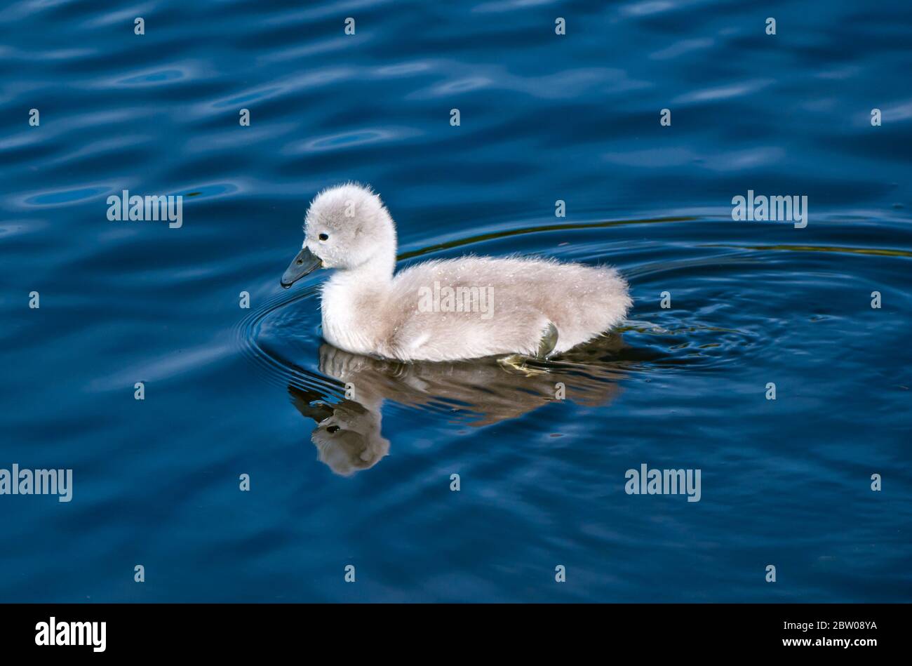 Close up of cygnet in reservoir, East Lothian, Scotland, United Kingdom Stock Photo