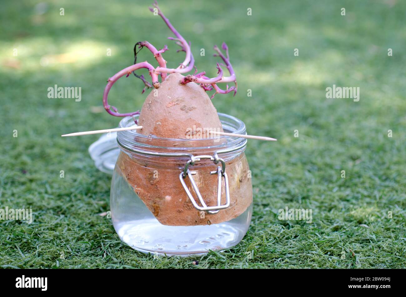 Growing a sweet potato in a jar hires stock photography and images Alamy
