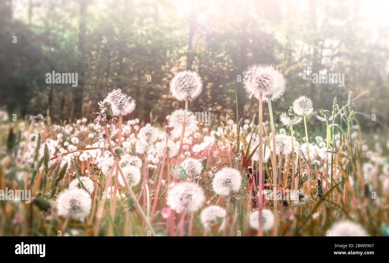 Dandelions puffballs in the nature in the afternoon.. Stock Photo