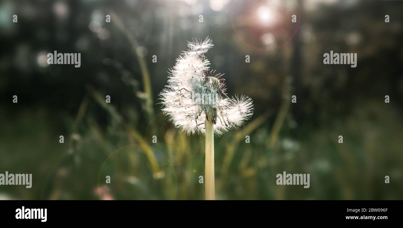 A puffy dandelion, half blown by the wind.. Stock Photo