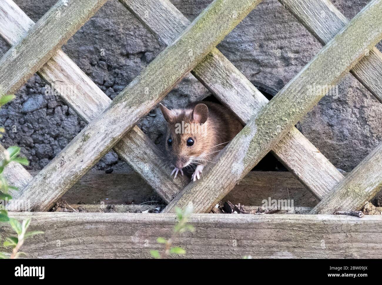 A Field Mouse (Apodemus sylvaticus) peeks out from a drainage pipe in a garden wall. Stock Photo
