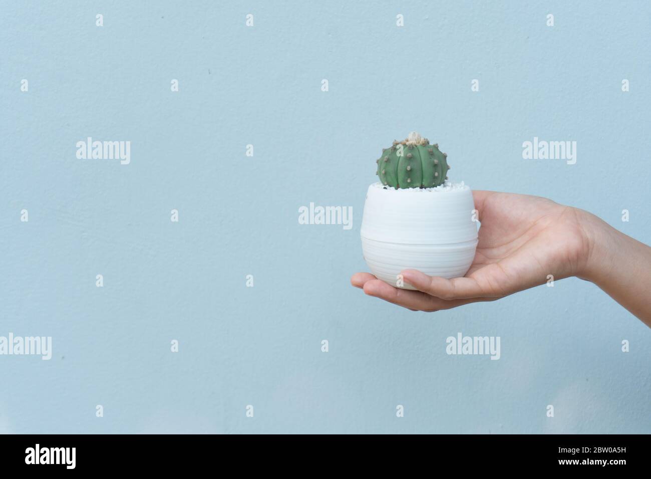 Close up view of a woman Study and care cactus on wood table in cactus cultivation house, Cactus nursery Stock Photo