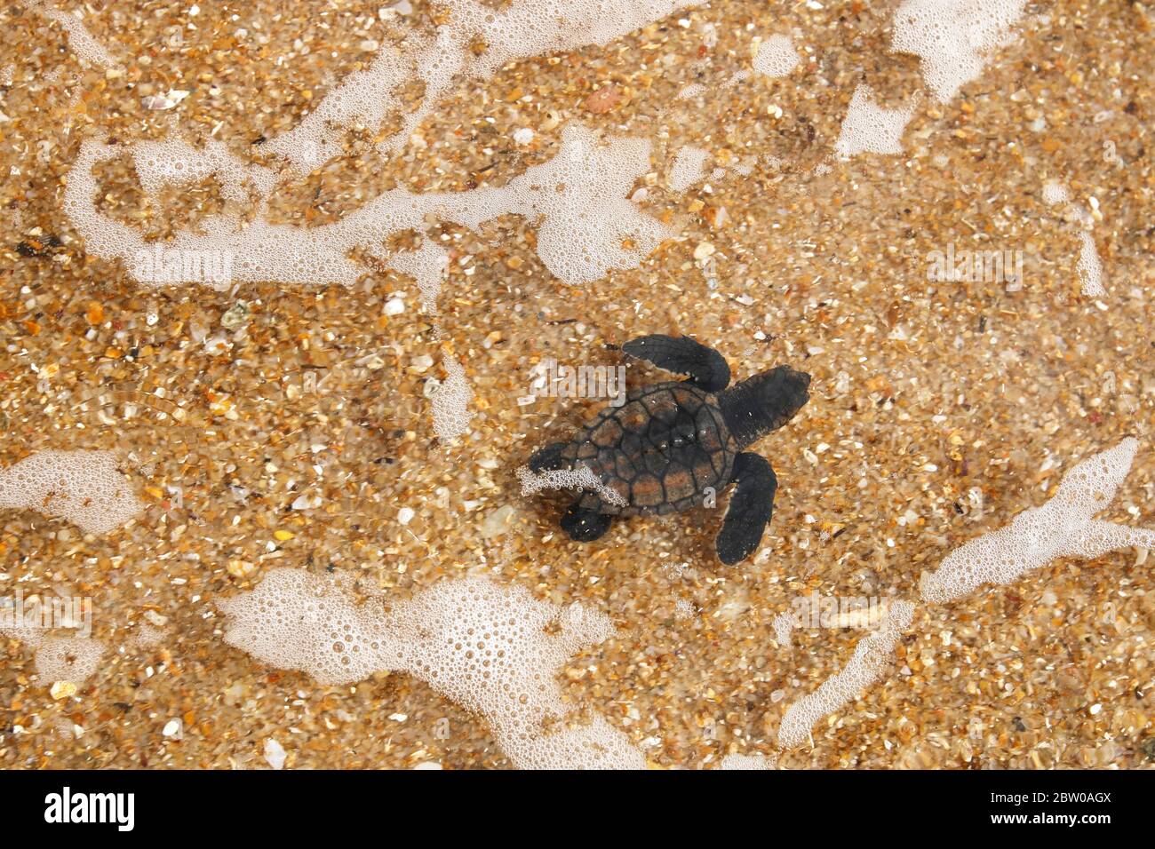 Baby sea turtle hatchling, hawksbill (Eretmochelys imbricata), crawling  to sea after leaving nest at Praia do Forte beach on Bahia coast, Brazil Stock Photo