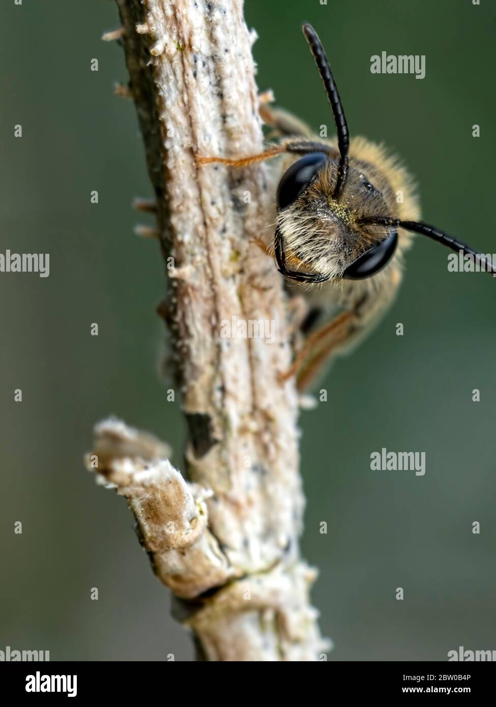 A solitary bee taking time out on a twig. Found alongside the River Stour near Whitemill in Dorset. Stock Photo