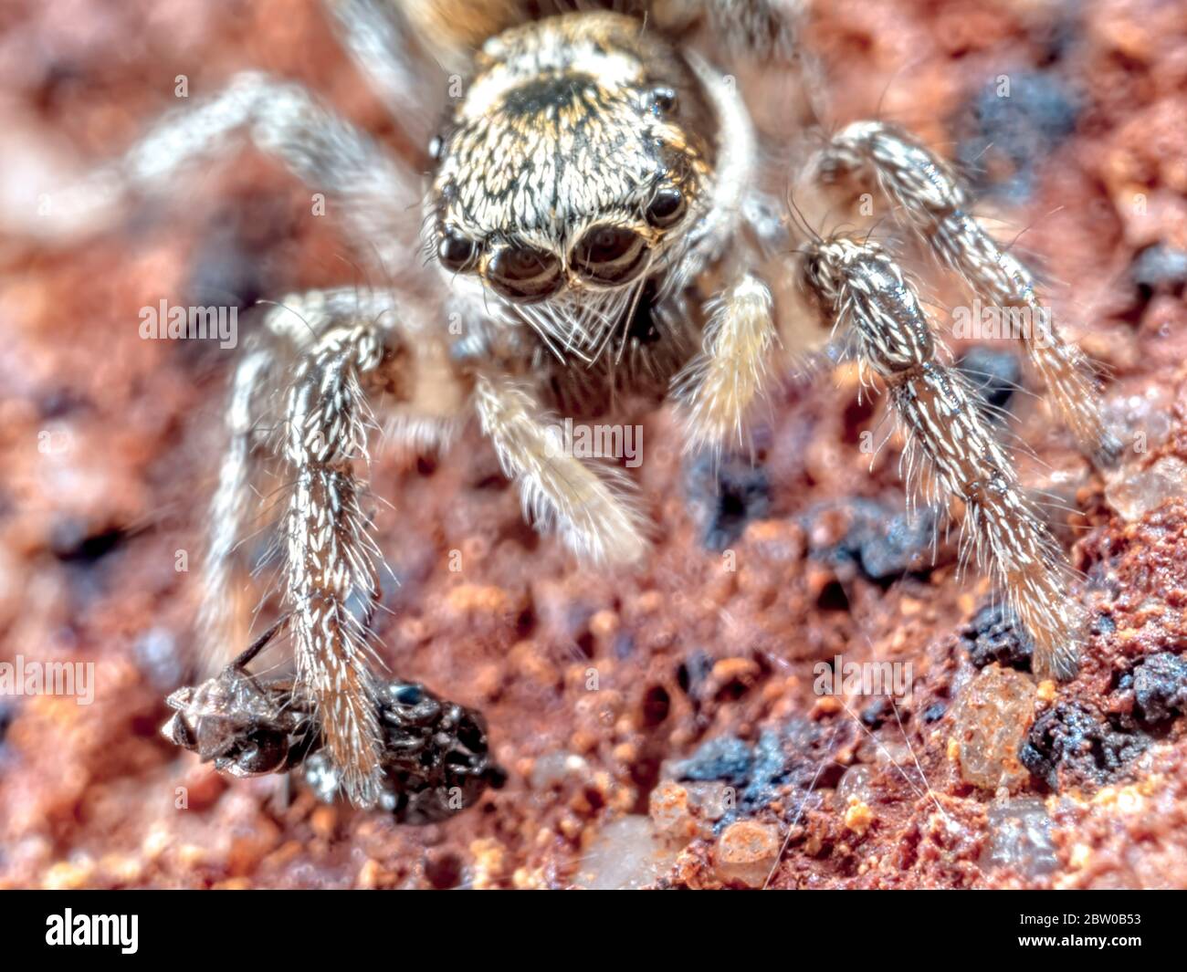 A Jumping Spider (Heliophanus cupreus) showing off its captured fly. Found on a wall in the back garden. Stock Photo