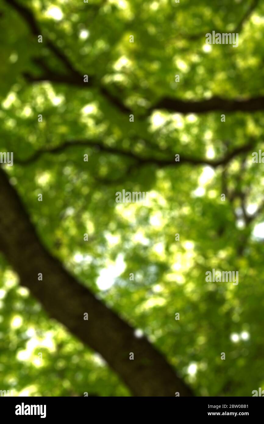 Abstract background with lens blur and bokeh. Perfect as a wallpaper or creative work. Green tree theme. Stock Photo