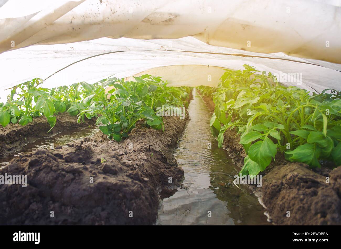Potato ground frost hires stock photography and images Alamy