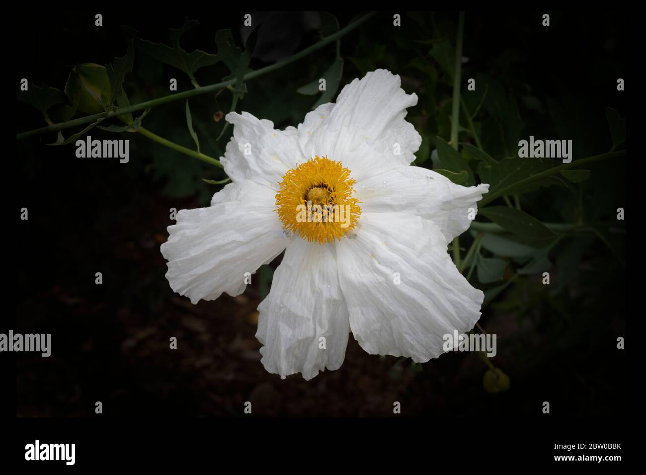 Delicate white flower with a yellow center, Californian Tree Poppy or Coulters Matilija Poppy flower (Romneya Coulteri) on a black background. Stock Photo