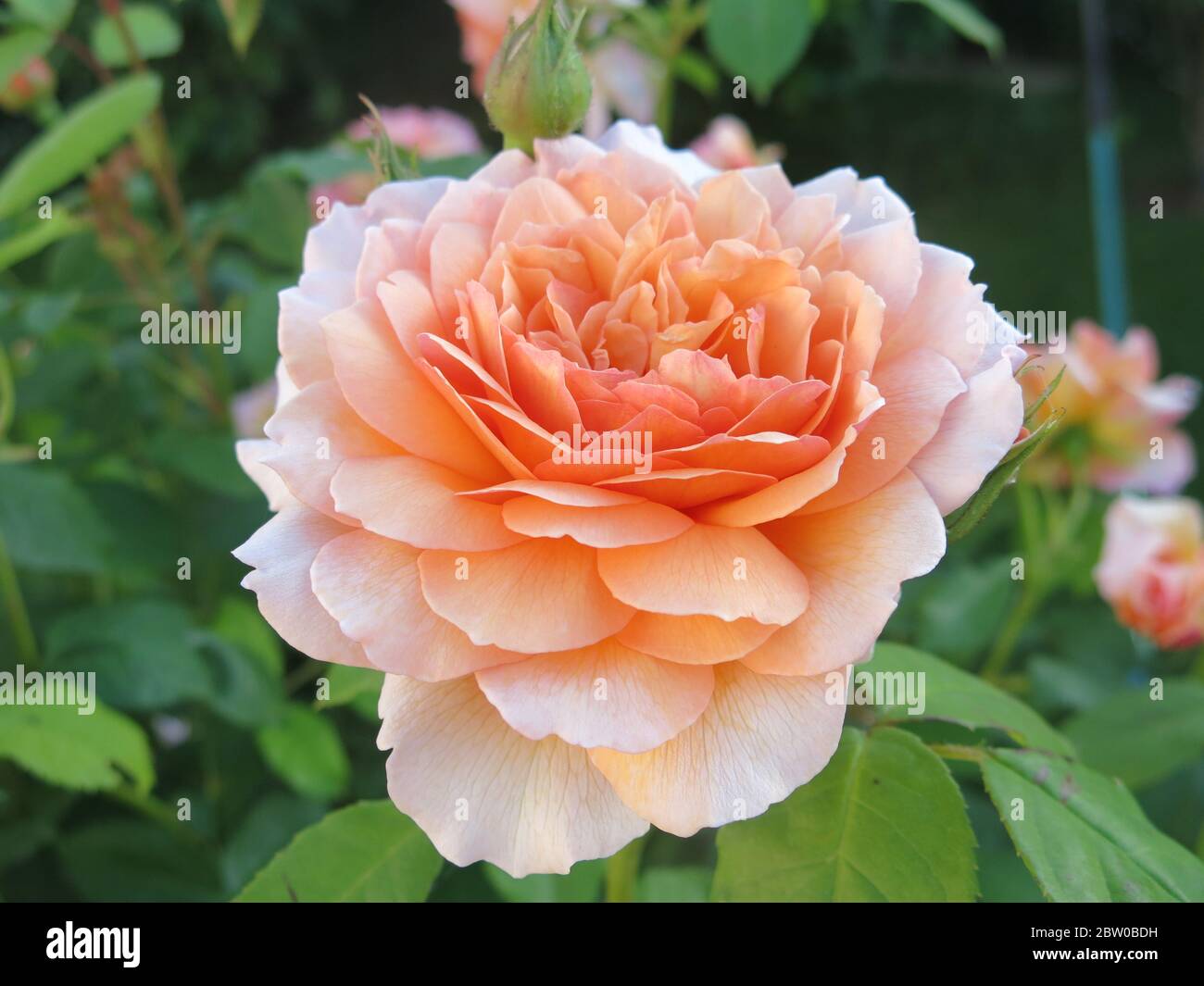 Close up of a single flower of the David Austin English shrub rose called " Grace"; apricot colour, lightly scented and repeat flowering Stock Photo -  Alamy