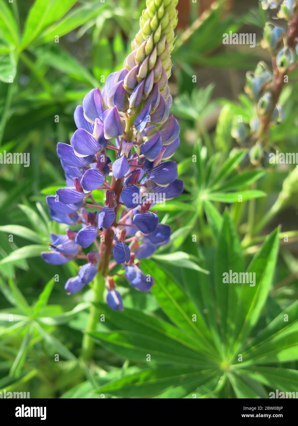 Close-up of a single spike of a purple lupin Stock Photo