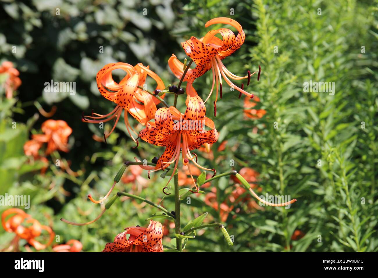 Close up of a blooming Tiger lily, Lilium lancifolium, in a garden in