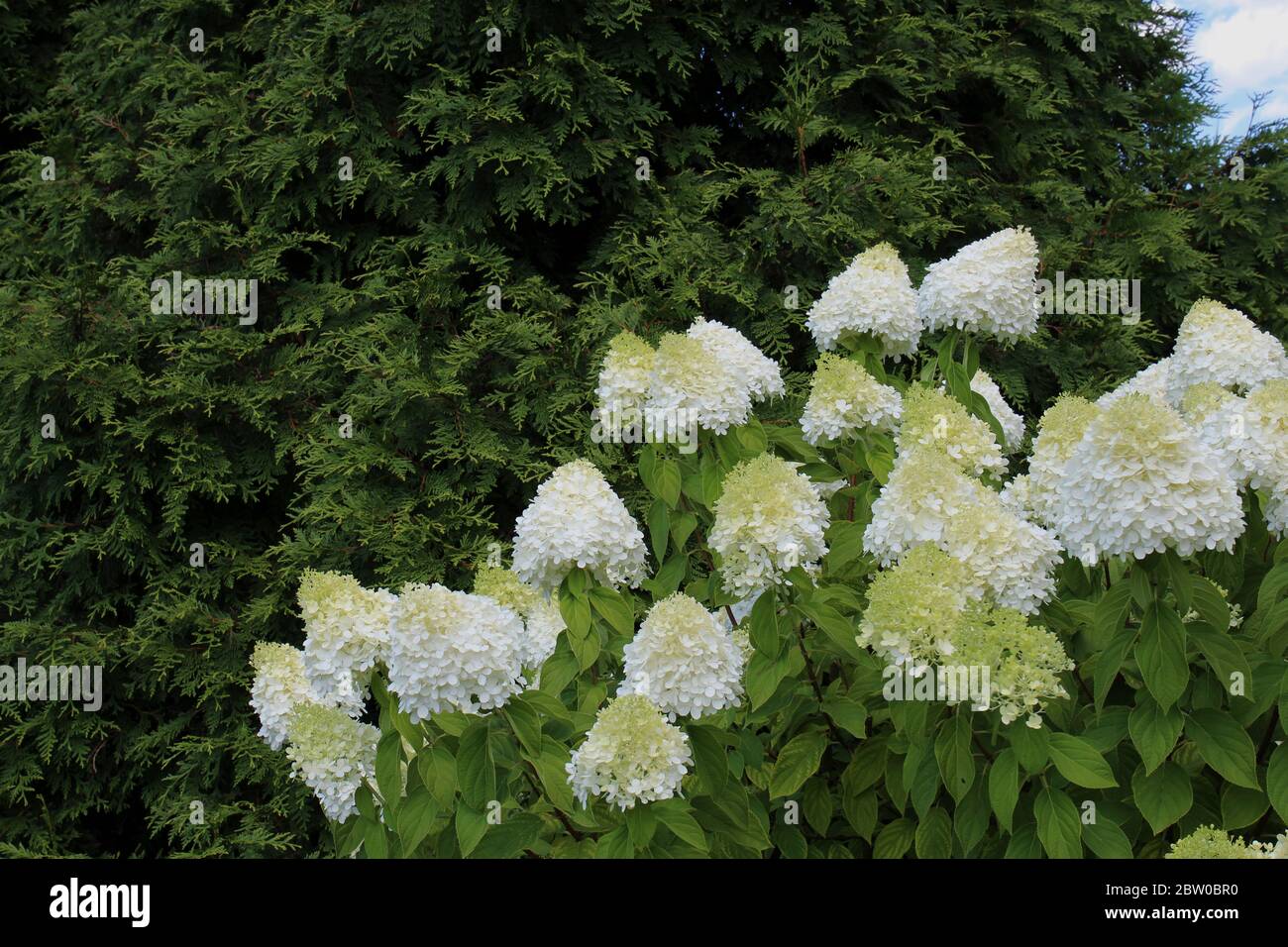 A white Limelight Hydrangea flowering heads in front of an Arborvitae