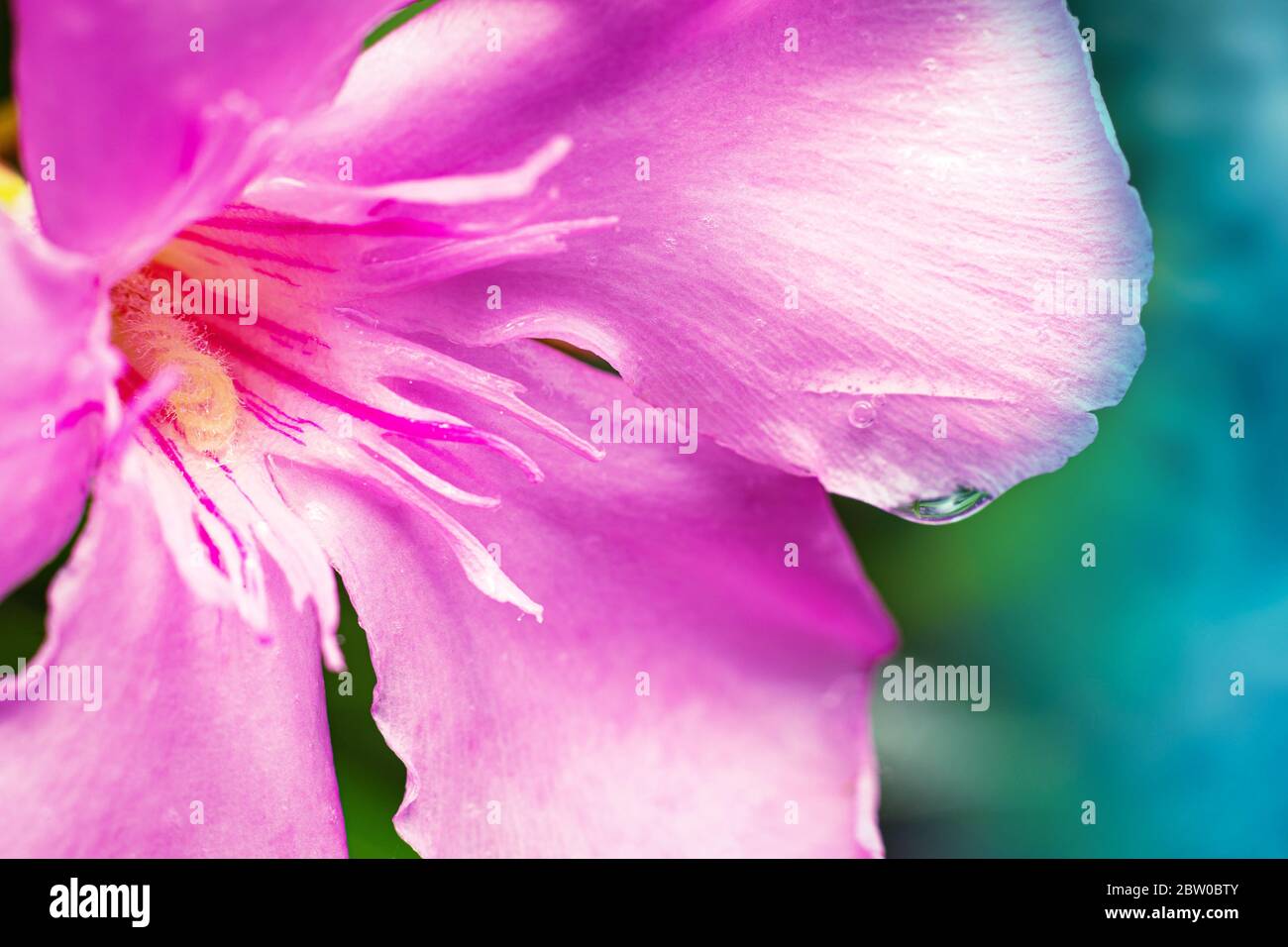 High resolution orchids hi-res stock photography and images - Alamy