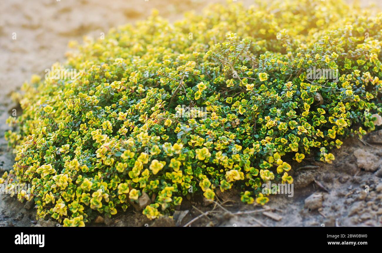 Yellow bush of lemon thyme. Thymus citriodorus. Perennial herb with a characteristic lemon scent of leaves. Soft selective focus. Stock Photo