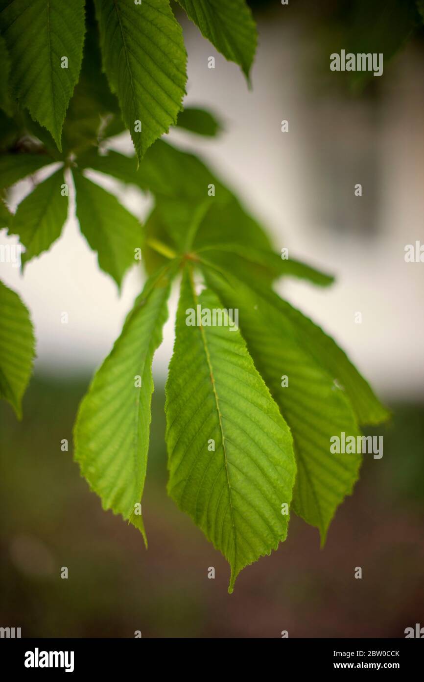 Chestnut tree branch with green leaves in rural garden Stock Photo - Alamy